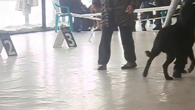 Выставка ротвейлера