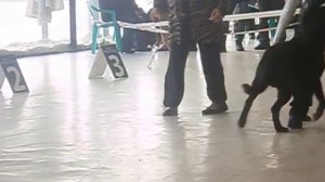 Выставка ротвейлера
