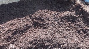 Розы из коробок пересаживаем в открытый грунт