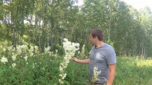 Иван-чай , Сбор Иван чая , Тысячелистник , Белоголовник , занимаемся собирательством на зиму