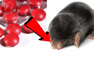 Как избавиться от кротов за 3 секунды!