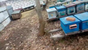 Защита пчёл от птиц