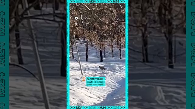 Лисица прогуливается по парку в Раменском – Москва 24