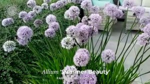 Allium 'Summer Beauty' (perennial) - FarmerGracy.co.uk