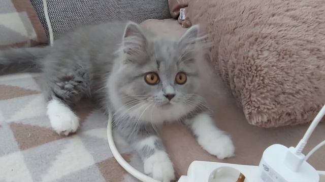 Britische Katze. Британская кошечка. Гимнастика для шеи. смотреть онлайн