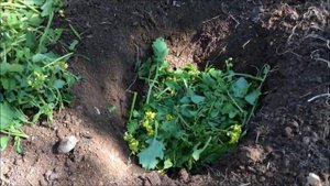 СЕКРЕТ ПОСАДКИ ОГУРЦОВ В ОТКРЫТЫЙ ГРУНТ / Органическое земледелие