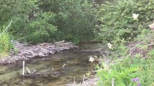 Река Шингарка