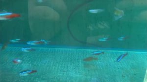 НЕОНОВЫЕ РЫБКИ И ПЕТУШОК