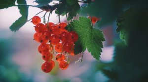с.Кужмара Звениговский район Марий Эл #МастерскаяРазвитияСельскихТерриторий #МедиаСело #РССМ