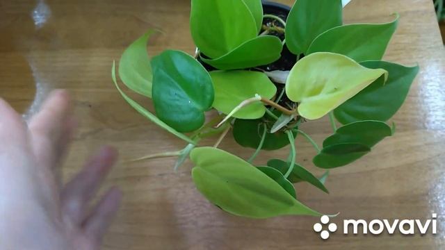 Комнатные растения. Обзор комнатных цветов.