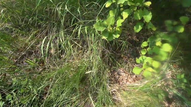 Нижняя Тавда. Гадюка укусила объектив моей камеры, а оператор, испугавшись, убежала в лес смотреть онлайн