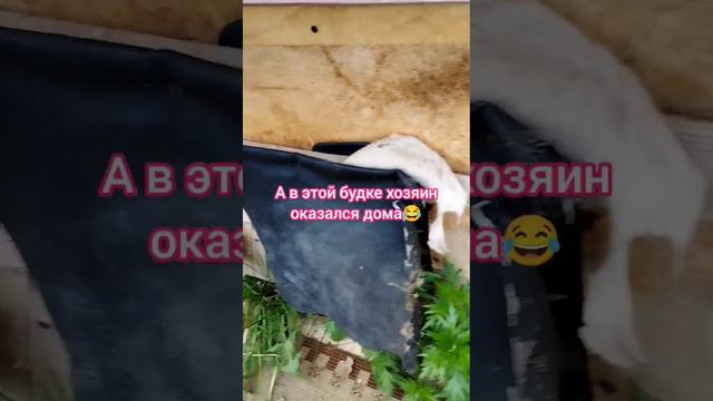 Собаки нашего двора 🐕#бездомные собаки смотреть онлайн