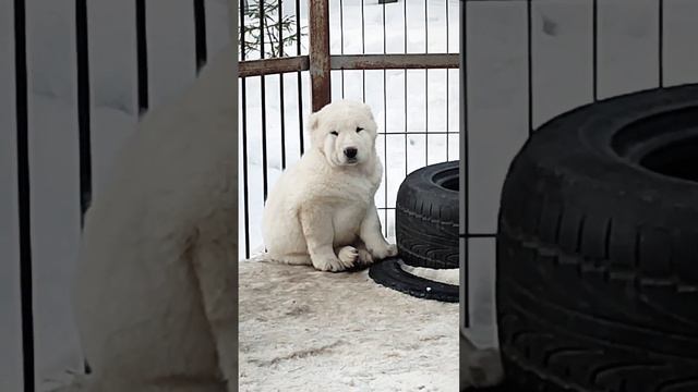 Шаэль. Продана🌏Россия +79089119788 пит Из Дома Капалак. смотреть онлайн