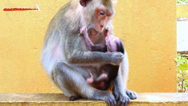 黄色い塀の横で繰り広げられるママザルと猿の赤ちゃんの葛藤/ monpai monyet サル 猿 小ザル смотреть онлайн