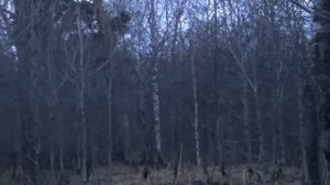 Тяга вальдшнепа. Налет вальдшнепа на манок и шапку