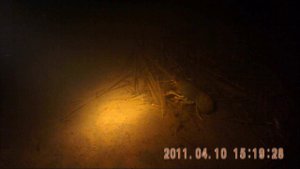 Ночная охота