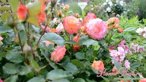 Роза Гартеншпасс / Gartenspass - первая волна цветения