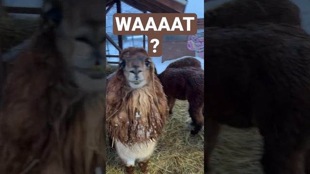 Funny lama alpaca забавная лама альпака