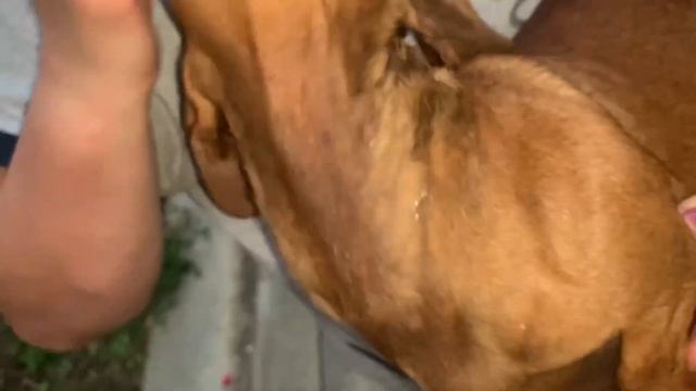 Как легко и безопасно вытащить клеща. Как вытащить клеща. Клещ у собаки. How to remove a tick. Mite смотреть онлайн