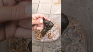 Краб из Азовского моря