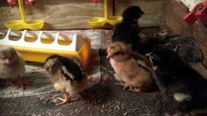 Почему не стоит покупать  кур-выбраковку с птицефабрик?