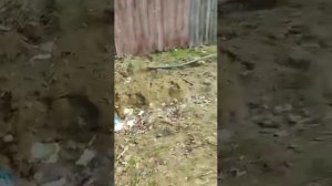 Владимирская область город Петушки Петушинский Тропинка к школе к 3