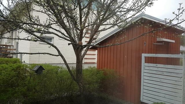 Sciurus vulgaris vs Passer domesticus смотреть онлайн