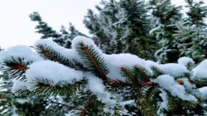 3 февраля.МАКСИМОВ ДЕНЬ.Народный праздник. Главные запреты. Приметы