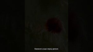 Пеперомия лилиан — уход и размножение в домашних условиях