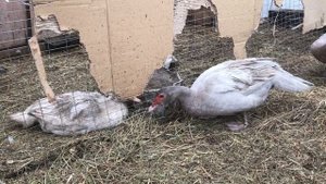 Сколько дней собирать яйцо на инкубацию ? / Мускусные утки / Гуси / Индоутки / Как и где хранить ?