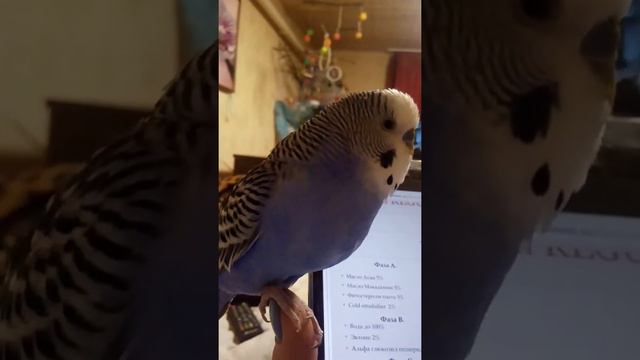 Попугайчик рассказывает сказку на ночь) смотреть онлайн