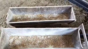 Кормление беременных коз зерном