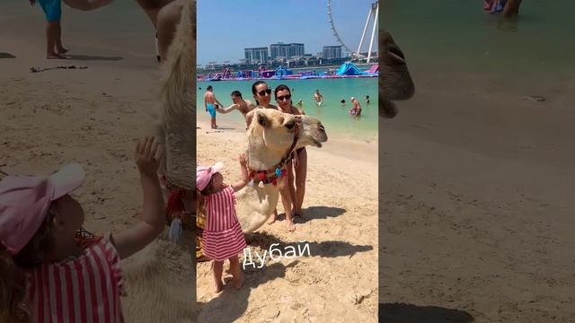 Дубай 2023. #travel #traveltodubai #море #пляж  #dubai  #дубай  #shorts #short #shortvideo