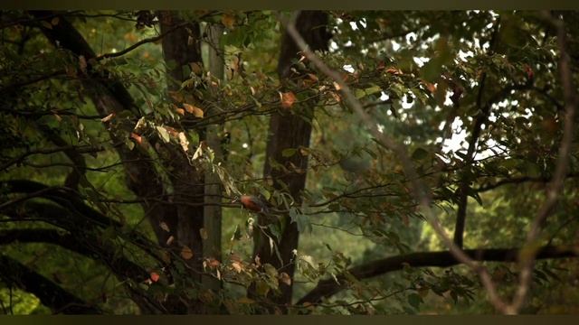 Звуки природы _ Пение птиц _ Звуки леса для релаксации #relaxingmusic #пениептиц #звукиприроды