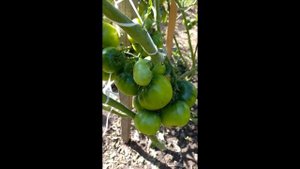 ТОМАТ  СИБИРСКИЙ  КИВИ  СОВСЕМ НЕ КИВИ . ОТЗЫВ О ТОМАТЕ  СИБИРСКИЙ  КИВИ