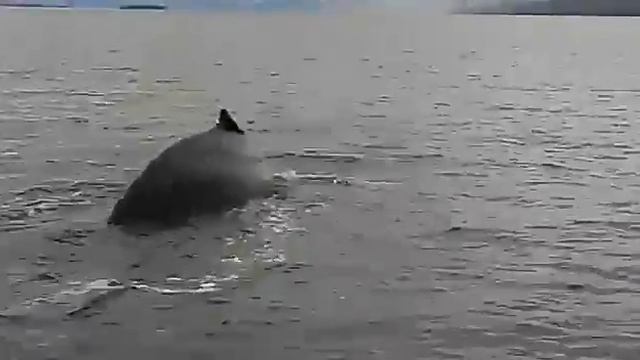 Настоящий кит смотреть онлайн