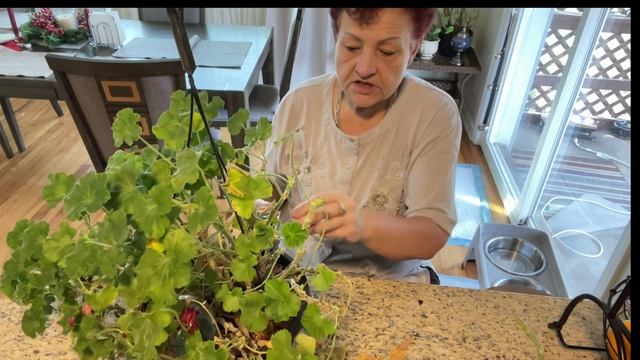 Герань уходит зимовать в гараж. Обрезка, подготовка к зимовке. смотреть онлайн