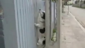 собачка приспособилась перелазить через забор