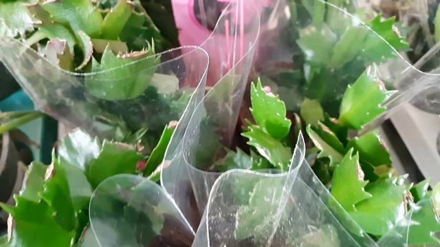 Уценка:монстера, эпипремнум, фикус, орхидеи, фиттония, пахира, кампанула, шалфей, гипоэстес, фил... смотреть онлайн