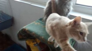 Персик. Ласковый котик