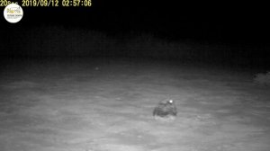 Приоткрывая заповедные двери... Охота козодоя