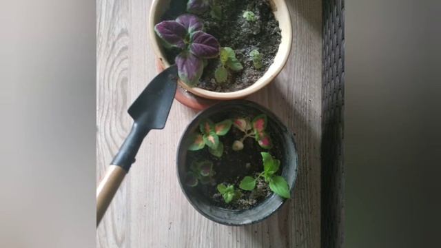 Колеусы 2021 (1) смотреть онлайн