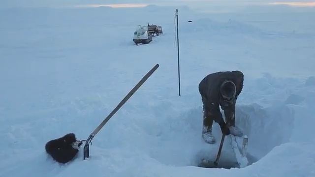Как добыват деликатесную рыбу чир муксун омуль и т.п.