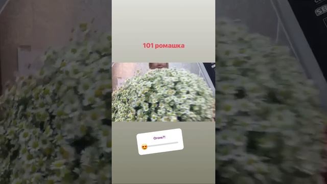 101 ромашка