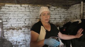 Охота у коровы/Как понять, что корова в охоте/Объявление в конце ролика