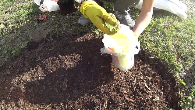 Как ПРАВИЛЬНО посадить ГОЛУБИКУ смотреть онлайн