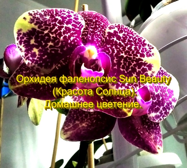 Орхидея фаленопсис Sun Beauty (Красота Солнца).