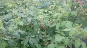 Ремонтантная малина Малиновая гряда в Омске! Урожай сезона 2019г.