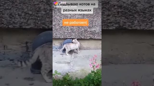 Зову кошку на разных языках