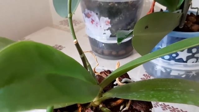 Сюрприз от орх.Анаконды.Ошибка в уходе за каттлеей.Красота орх.Green Batman.Принц скучает. смотреть онлайн